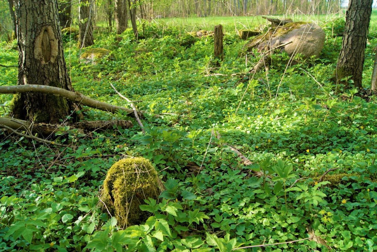 Losiowate Gospodarstwo Agroturystyczne Rybaki  エクステリア 写真